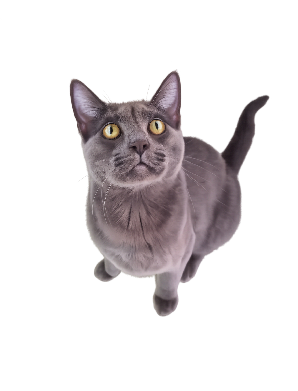 Gray cat with yellow eyes looking up