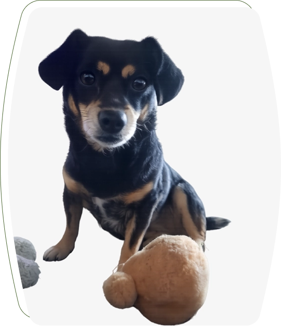 Small black-and-tan dog with plush toy