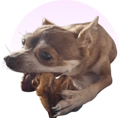Brown chihuahua chewing a bone