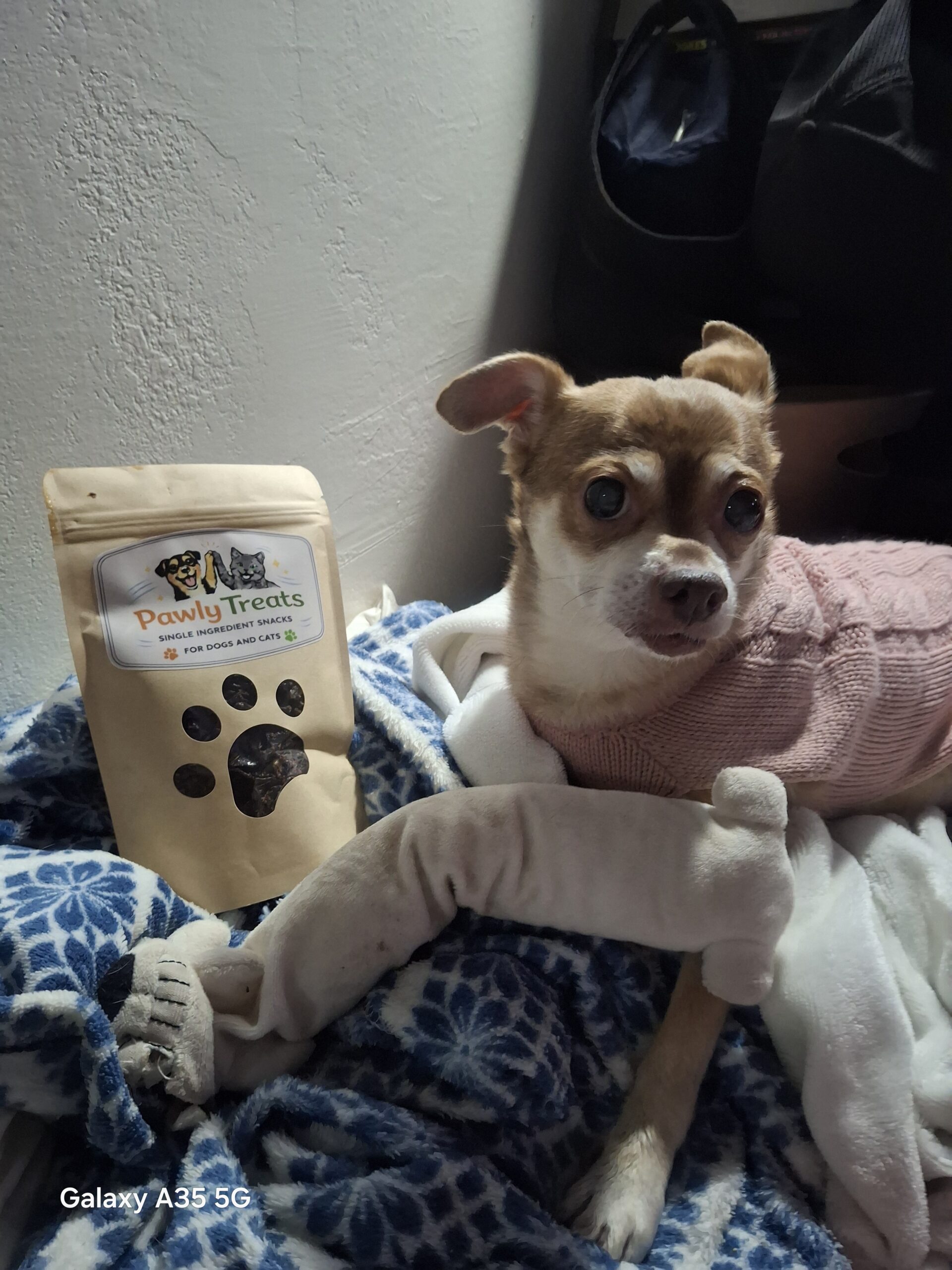 Small chihuahua in sweater with treats
