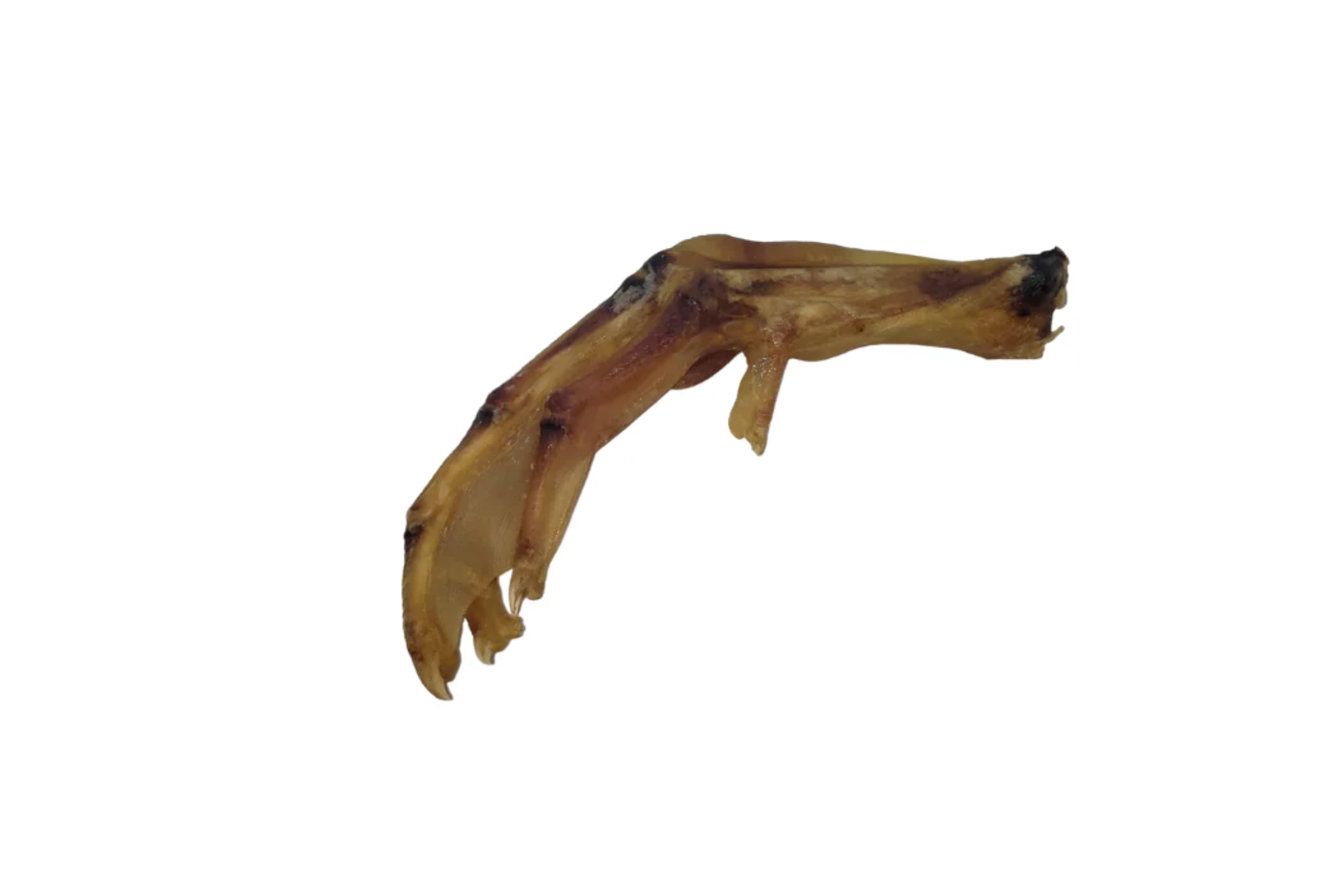 Dried chicken foot on white background